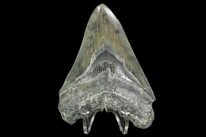 Serrated, Fossil Megalodon Tooth - Georgia #104564